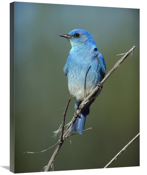 Global Gallery GCS-396302-2432-142 24 x 32 in. Mountain Bluebird Perch