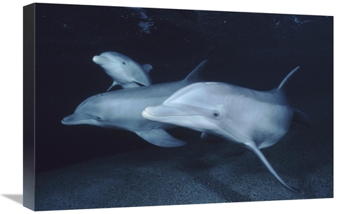 Global Gallery GCS-450661-1624-142 16 x 24 in. Bottlenose Dolphin Unde