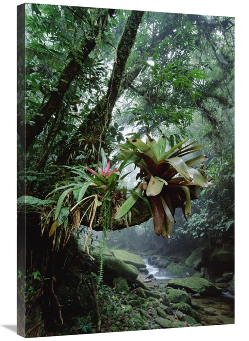 Global Gallery GCS-395653-2436-142 24 x 36 in. Bromeliads Growing in T