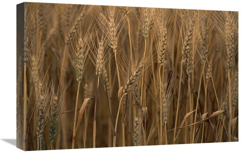 Global Gallery GCS-395760-1624-142 16 x 24 in. Commercial Hybrid Wheat