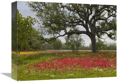 Global Gallery GCS-396164-1216-142 12 x 16 in. Drummonds Phlox Meadow 