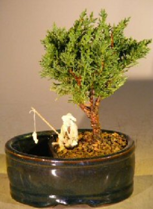 Shimpaku Juniper Bonsai TreeWater/Land Container - Small(shimpaku