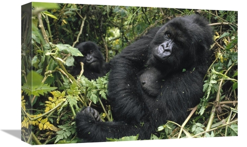 Global Gallery GCS-452776-1218-142 12 x 18 in. Mountain Gorilla Female