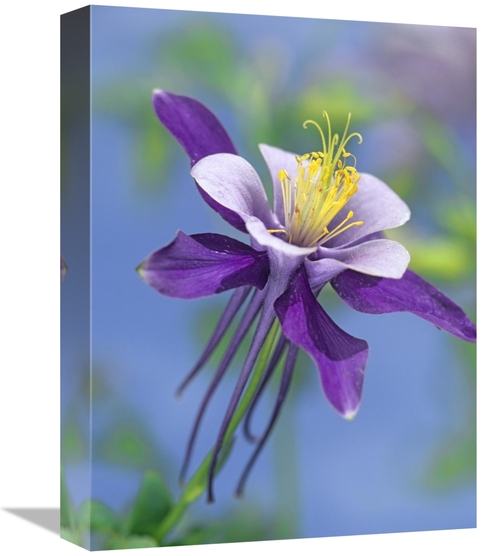 Global Gallery GCS-396468-1216-142 12 x 16 in. Colorado Blue Columbine