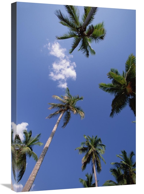 Global Gallery GCS-452418-2030-142 20 x 30 in. Coconut Palm Trees & Bl