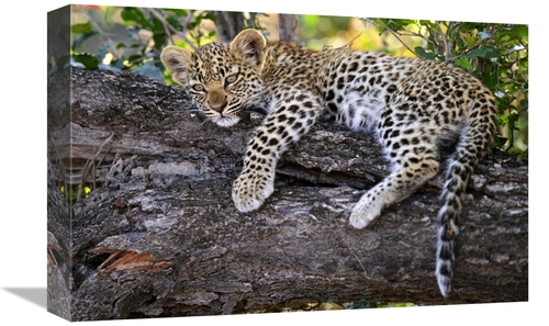 Global Gallery GCS-397430-1218-142 12 x 18 in. Leopard Cub Resting in 