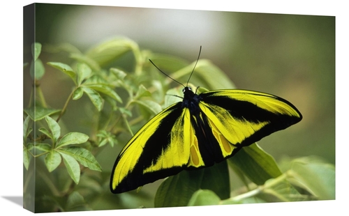 Global Gallery GCS-452344-1624-142 16 x 24 in. Goliath Birdwing Butter