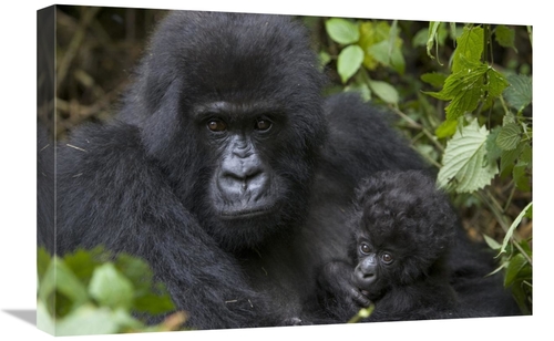 Global Gallery GCS-395875-1624-142 16 x 24 in. Mountain Gorilla Mother