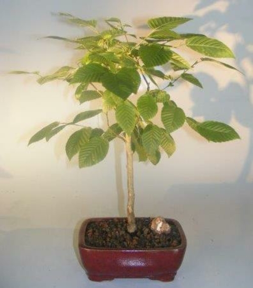 American Hornbeam Bonsai Tree (carpinus caroliniana)