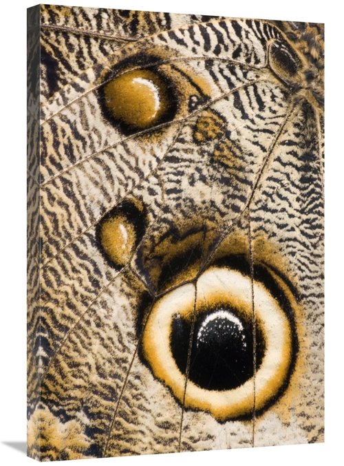 Global Gallery GCS-397357-2030-142 20 x 30 in. Atreus Owl Butterfly Wi