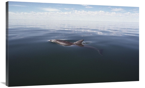 Global Gallery GCS-450686-44-142 44 in. Bottlenose Dolphin Surfacing t