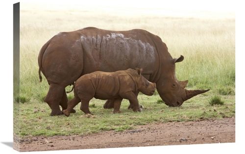 Global Gallery GCS-395480-2030-142 20 x 30 in. White Rhinoceros Mother