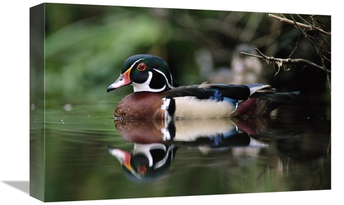 Global Gallery GCS-396198-1218-142 12 x 18 in. Wood Duck on Water,