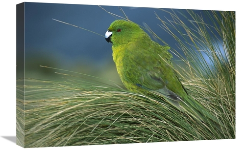 Global Gallery GCS-395639-1624-142 16 x 24 in. Antipodes Parakeet Port