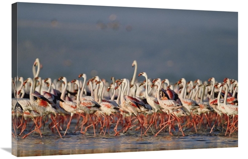 Global Gallery GCS-395929-2436-142 24 x 36 in. Greater Flamingo & Less