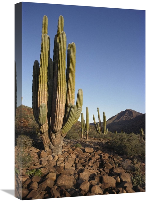 Global Gallery GCS-395627-1624-142 16 x 24 in. Cardon Cacti in Dry Arr