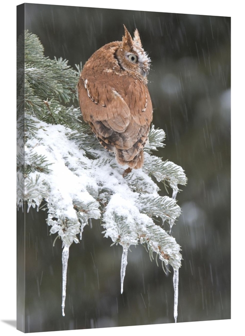 Global Gallery GCS-397408-2436-142 24 x 36 in. Eastern Screech Owl Red