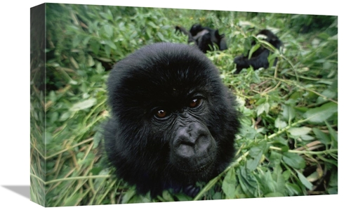 Global Gallery GCS-452982-1218-142 12 x 18 in. Mountain Gorilla Baby P