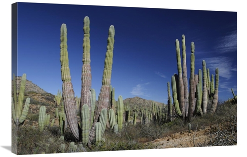 Global Gallery GCS-397722-2436-142 24 x 36 in. Cardon Cacti, Santa