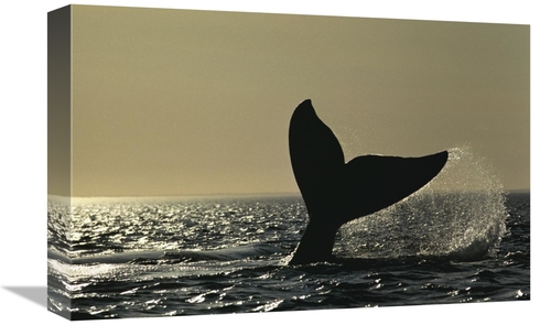 Global Gallery GCS-453569-1218-142 12 x 18 in. Southern Right Whale Ta