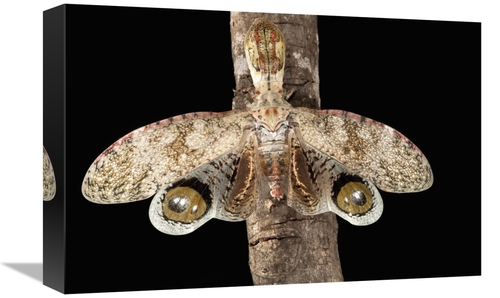 12 x 18 in. Lantern Bug with False Eye Spots on Its Wings, Barro C