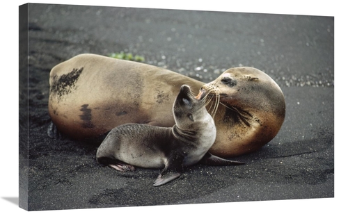 Global Gallery GCS-451160-2030-142 20 x 30 in. Galapagos Sea Lion Moth