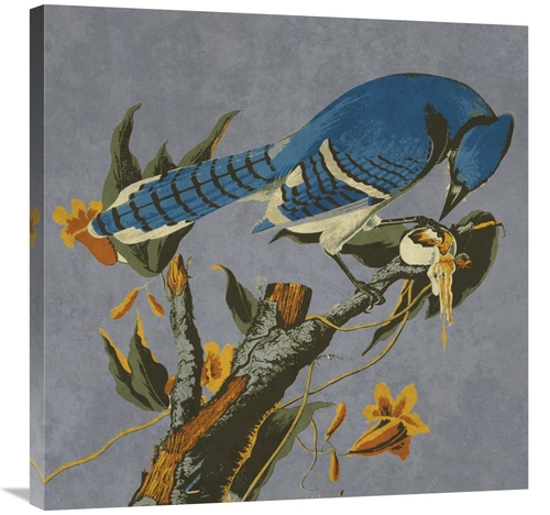 Global Gallery GCS-394158-3030-142 30 x 30 in. Audubon Decor - Bluejay