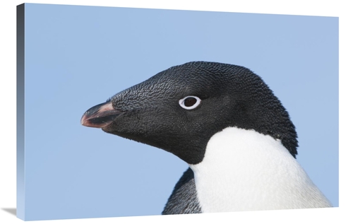 Global Gallery GCS-395614-2436-142 24 x 36 in. Adelie Penguin Portrait