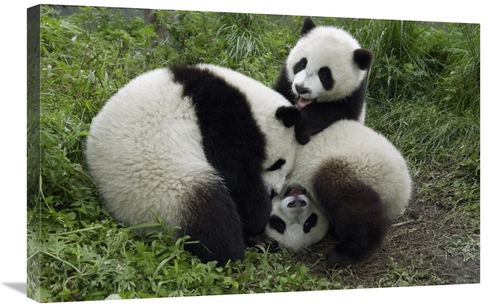 Global Gallery GCS-395891-2030-142 20 x 30 in. Three Young Pandas Play