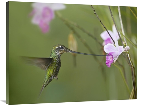 Global Gallery GCS-396504-3040-142 30 x 40 in. Sword-Billed Hummingbir