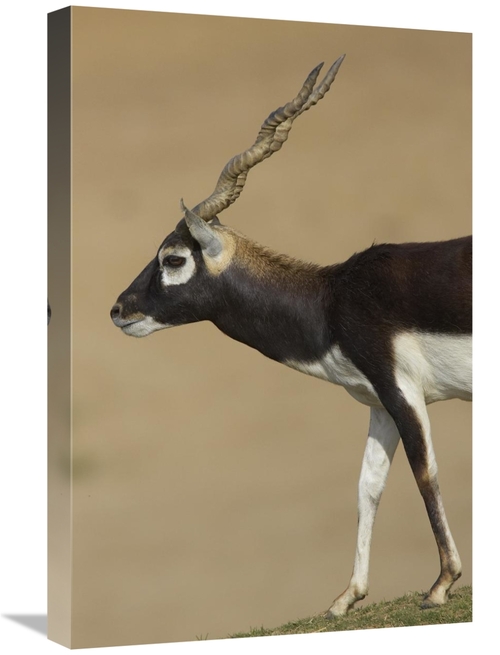 Global Gallery GCS-450864-1624-142 16 x 24 in. Blackbuck Adult, Na