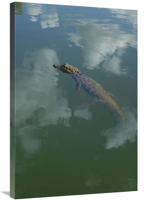 Global Gallery GCS-453211-2436-142 24 x 36 in. Broad-Snouted Caiman Fl