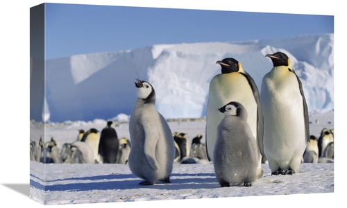 Global Gallery GCS-452414-1218-142 12 x 18 in. Emperor Penguins & Chic