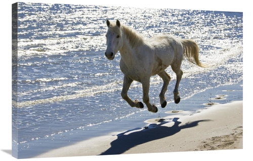 Global Gallery GCS-453615-2436-142 24 x 36 in. Camargue Horse Running 