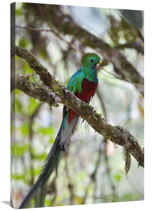 Global Gallery GCS-452658-2436-142 24 x 36 in. Resplendent Quetzal Mal
