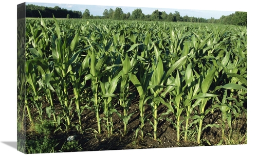 Global Gallery GCS-452574-1624-142 16 x 24 in. Maize Field, Compri