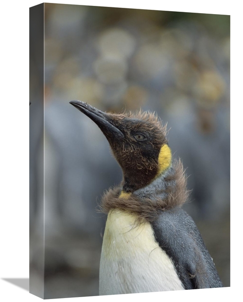 Global Gallery GCS-452448-1218-142 12 x 18 in. King Penguin Chick Molt