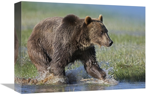 Global Gallery GCS-452257-1216-142 12 x 16 in. Grizzly Bear Running Th