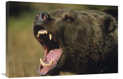 Global Gallery GCS-396046-2436-142 24 x 36 in. Grizzly Bear Calling&#4