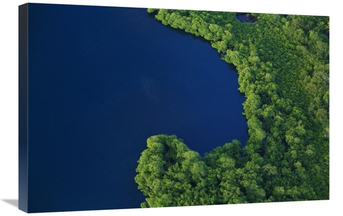 Global Gallery GCS-398536-2030-142 20 x 30 in. Mangrove Stand, Boc