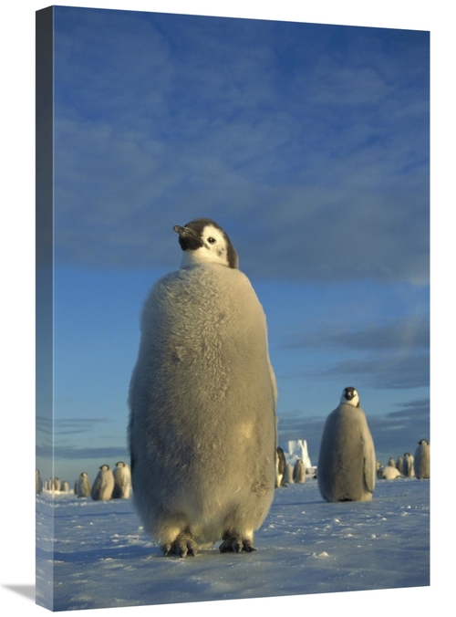 Global Gallery GCS-451737-2030-142 20 x 30 in. Emperor Penguin Chick o