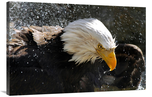 Global Gallery GCS-486563-40-142 40 in. Bald Eagle Fisherman Art Print