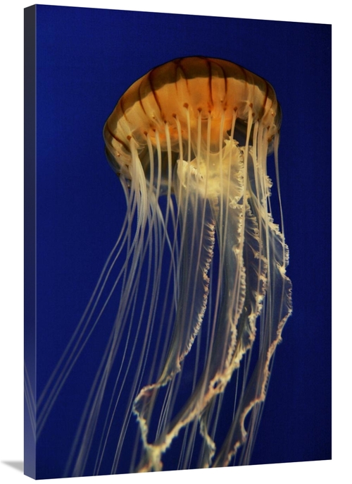 Global Gallery GCS-453573-2436-142 24 x 36 in. Pacific Sea Nettle Spre