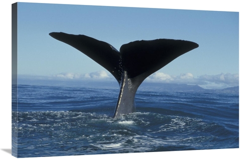 Global Gallery GCS-450557-2436-142 24 x 36 in. Sperm Whale Tail, N