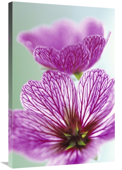 Global Gallery GCS-453611-2436-142 24 x 36 in. Sweet Scented Geranium 