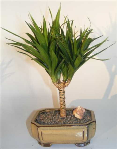 Needle Point Dracena Bonsai Tree (dracena marginata)