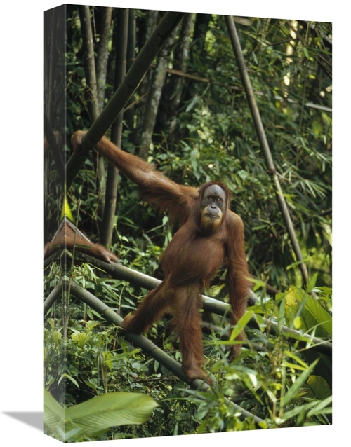 Global Gallery GCS-452479-1218-142 12 x 18 in. Orangutan Standing on F