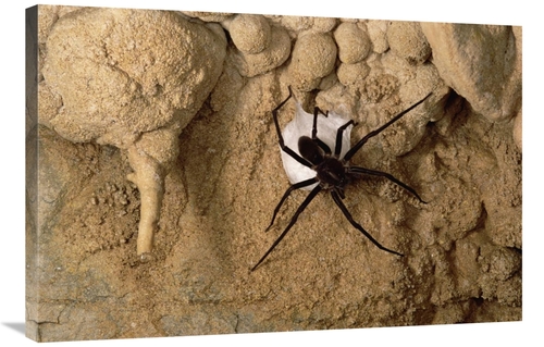 Global Gallery GCS-450561-2436-142 24 x 36 in. Cave Tarantula with Egg