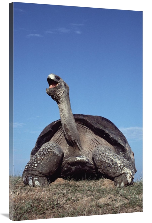 Global Gallery GCS-451168-44-142 44 in. Galapagos Giant Tortoise Yawni