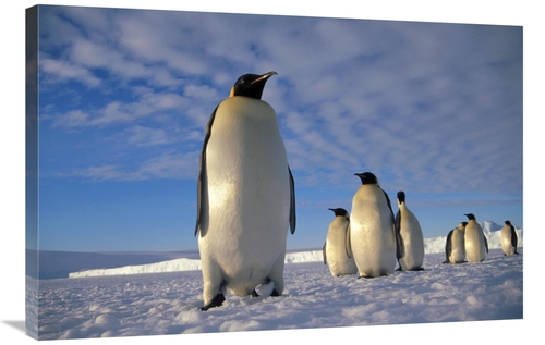 Global Gallery GCS-395626-2436-142 24 x 36 in. Emperor Penguin Group&#